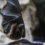 © Screening and presentation on the bat - Freepik