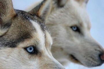 © BD Flaine-Chiens-Traineau-Husky - Les Granges de Heidi