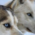 © BD Flaine-Chiens-Traineau-Husky - Les Granges de Heidi