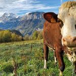 © Visite de la Ferme de Ballancy - @Ballancy