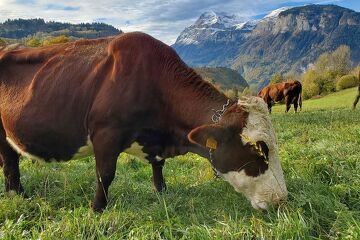 © Visite de la Ferme de Ballancy - @Ballancy