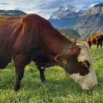© Visite de la Ferme de Ballancy - @Ballancy