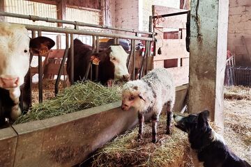 © Visite de la Ferme de Ballancy - @Ballancy
