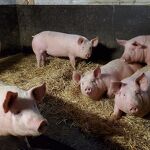 © Visite de la Ferme de Ballancy - @Ballancy