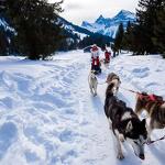 © Conduite d'un attelage de chiens de traîneaux - Évasion Nordique 74 - @Franck Charton