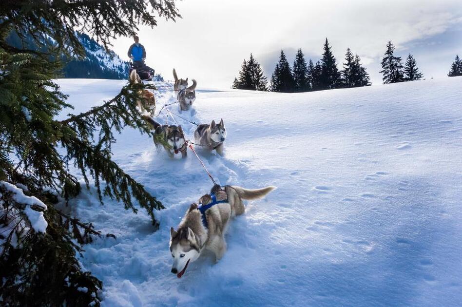 © Conduite d'un attelage de chiens de traîneaux - Évasion Nordique 74 - @Franck Charton