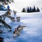 © Dog sledging - Evasion Nordique - Évasion Nordique 74 - @Franck Charton