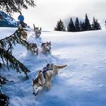 © Conduite d'un attelage de chiens de traîneaux - Évasion Nordique 74 - @Franck Charton