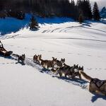 © Conduite d'un attelage de chiens de traîneaux - Évasion Nordique 74 - @Franck Charton