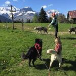 © Cani-Walk - Les Granges de Heidi