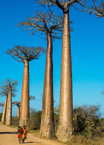 Soirée solidaire pour Madagascar - Association AMADEA -