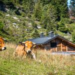 © Sentier thématique : Epilogue… le trésor du tombeau de Phidias_Flaine - OT Flaine / C.Genard