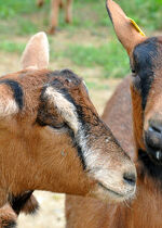 Goat Farm