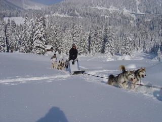 Huskydalen, dog sledging