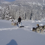 Huskydalen, dog sledging