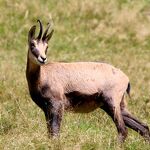Découverte de la faune de montagne