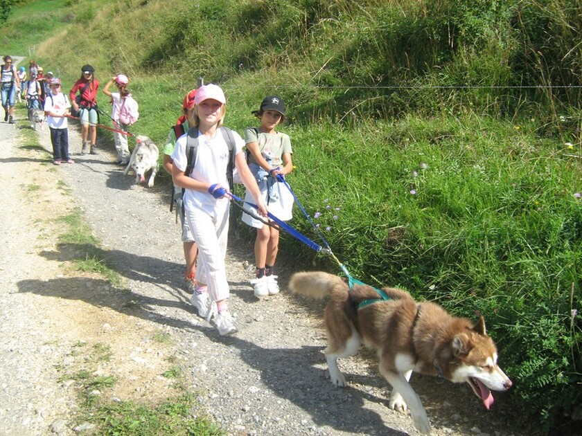 © Canine hike with Évasion Nordique - P. Van Compernolle