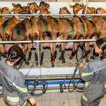 © Milking parlor - Les Carroz tourist office