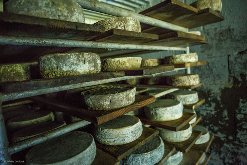 Visite de la ferme d'alpage de l'Airon