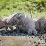 © Een bezoek aan de boerderij Airon - @Sylvain Cochard