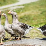 © Visiting the Airon farm - @Sylvain Cochard