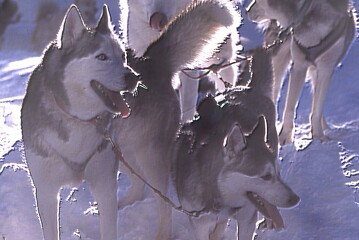 Conduite en chiens de traîneaux - Huskydalen