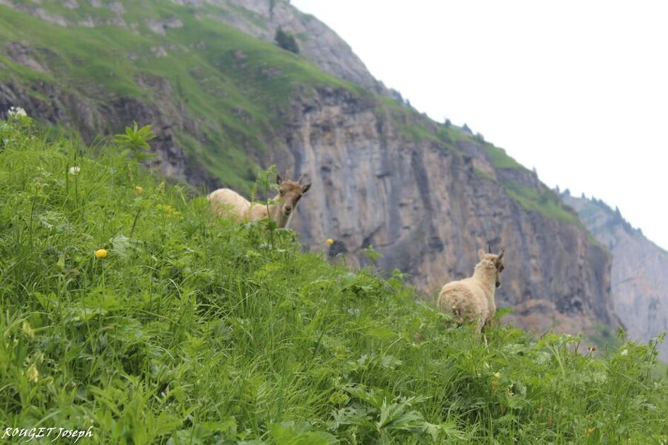 © Hiking itinerary: Grande Traversée des Alpes - GR 5 - Stage: Samoëns - Chalet d'Anterne - SIVHG
