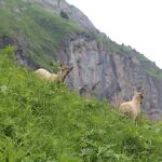 © Hiking itinerary: Grande Traversée des Alpes - GR 5 - Stage: Samoëns - Chalet d'Anterne - SIVHG