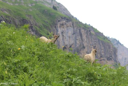Hiking itinerary: Grande Traversée des Alpes - GR 5 - Stage: Samoëns - Chalet d'Anterne
