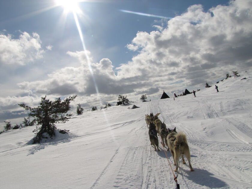 © Conduite en chiens de traîneaux - Huskydalen - Huskydalen