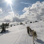 © Conduite en chiens de traîneaux - Huskydalen - Huskydalen